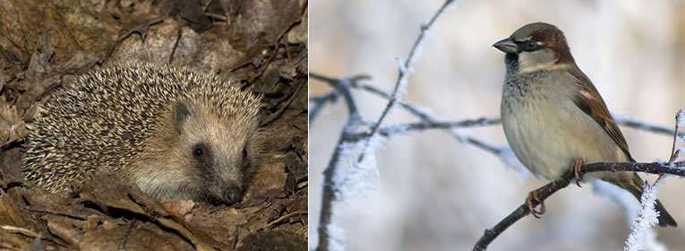 natuurfotografie - egel en huismus mannetje